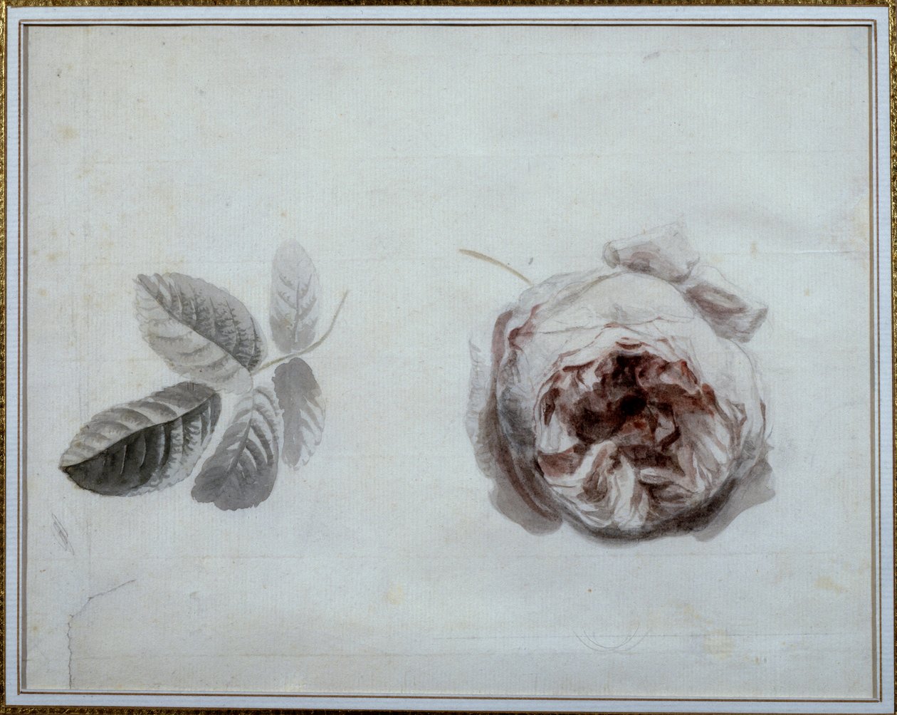 Gül çalışması Suluboya, Pierre Joseph Redoute (1759-1840) 19. yüzyıl Malmaison, musee du chateau. by Pierre Joseph Redouté