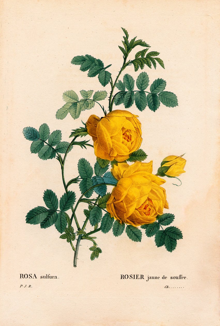 Gül kükürt, Rosa hemisphaerica, Sarı gül kükürt. Pierre Joseph Redoute