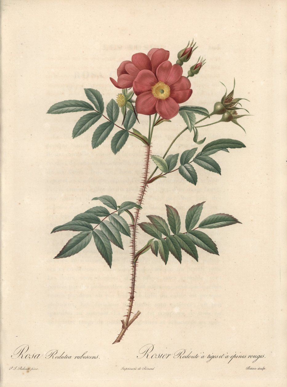 Brilliant Rose - Eau forte de Bessin, Les Roses