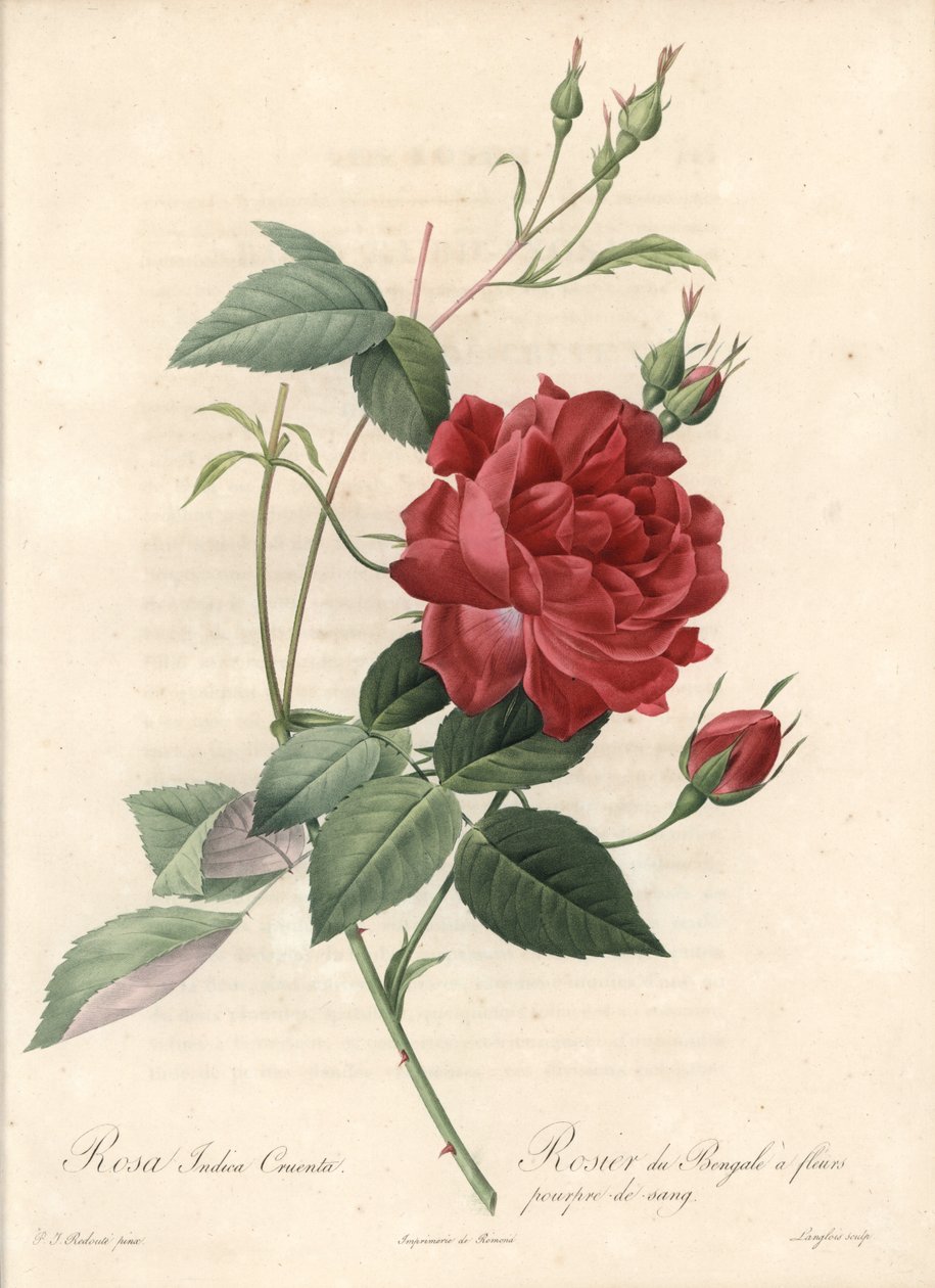Çin Gülü - Eau forte de Langlois, Les Roses