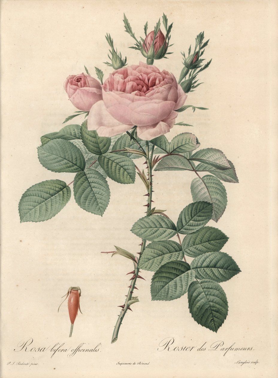 Şam Gülü - Eau forte de Langlois, Les Roses