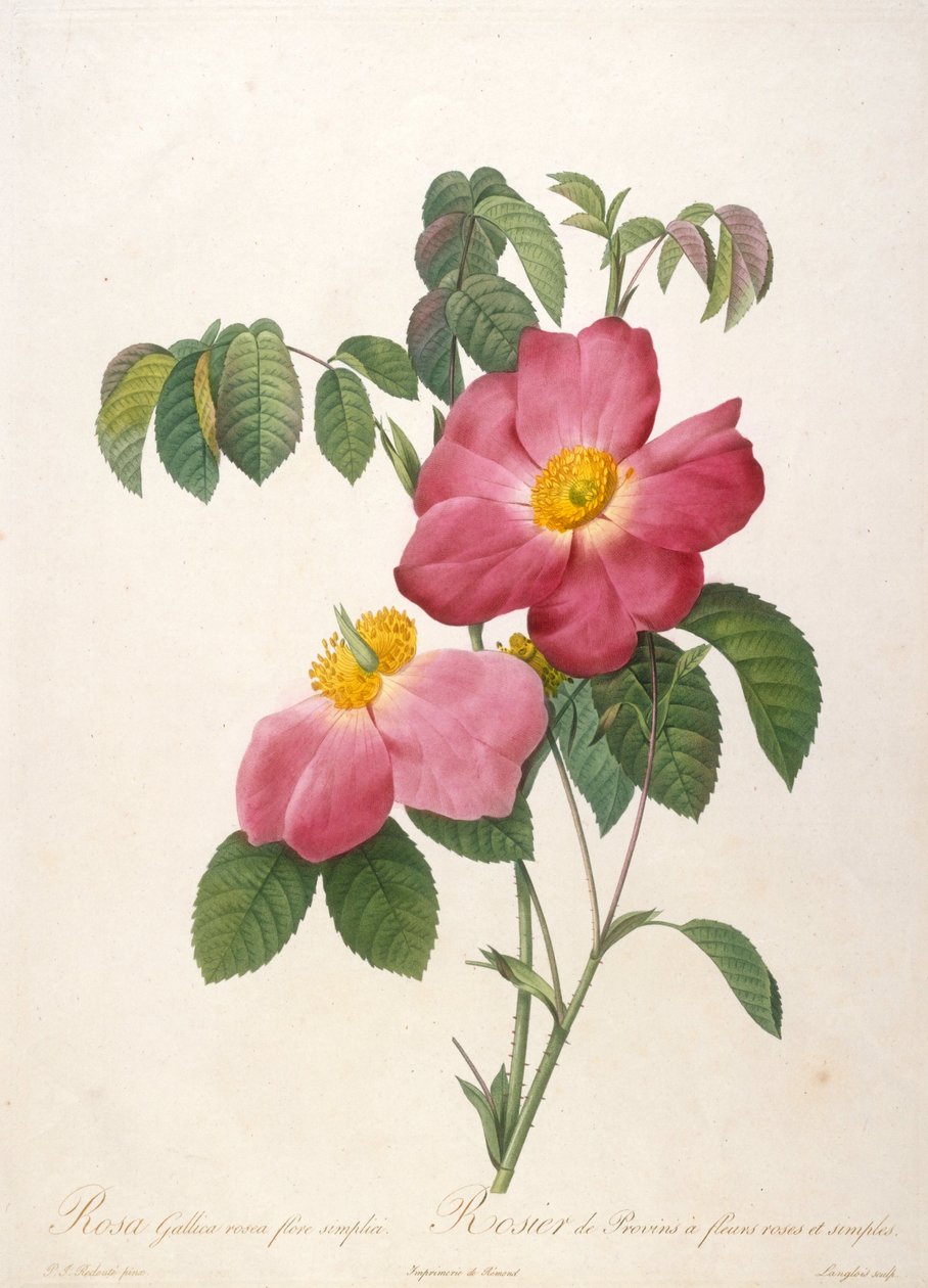 Provinsi Rosebush, La Couronne de roses
