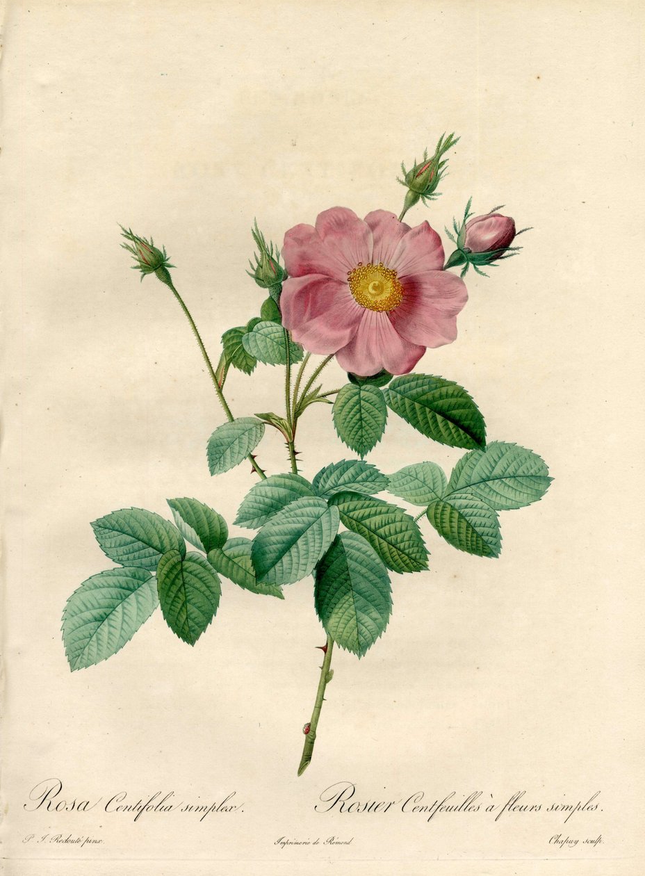 Basit çiçeklerle gül yaprakları - Eau forte de Chapuy, Les Roses
