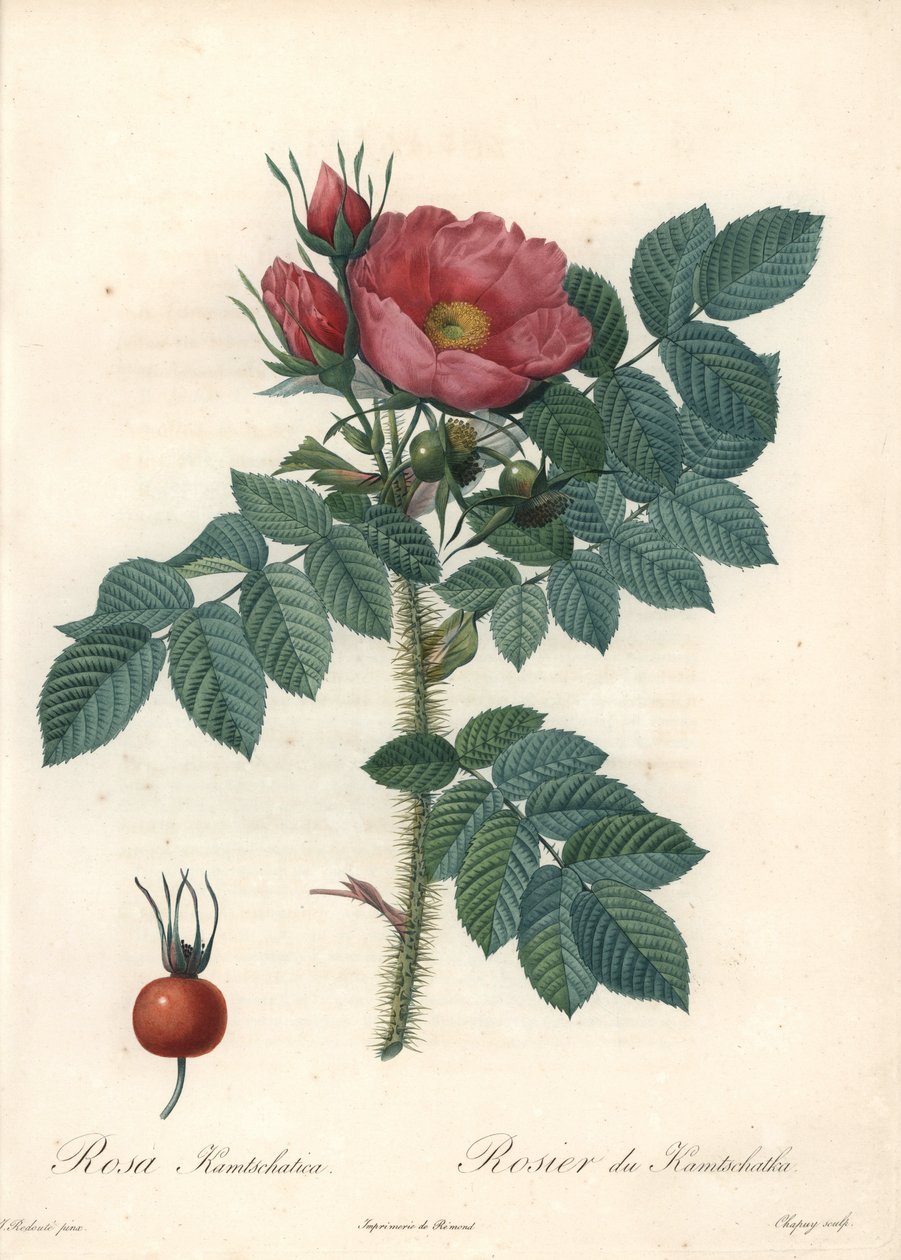 Kaba gül veya Kamçatka gülü - Eau forte de Chapuy, Les Roses