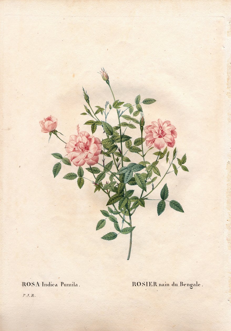 Rouletii gülü, Rosa chinensis var. minima Rouletii, Bengal cüce gülü. Pierre Joseph Redoute'un "Les Roses", Paris'inden elle boyanmış noktalı bakır levha gravürü by Pierre Joseph Redouté