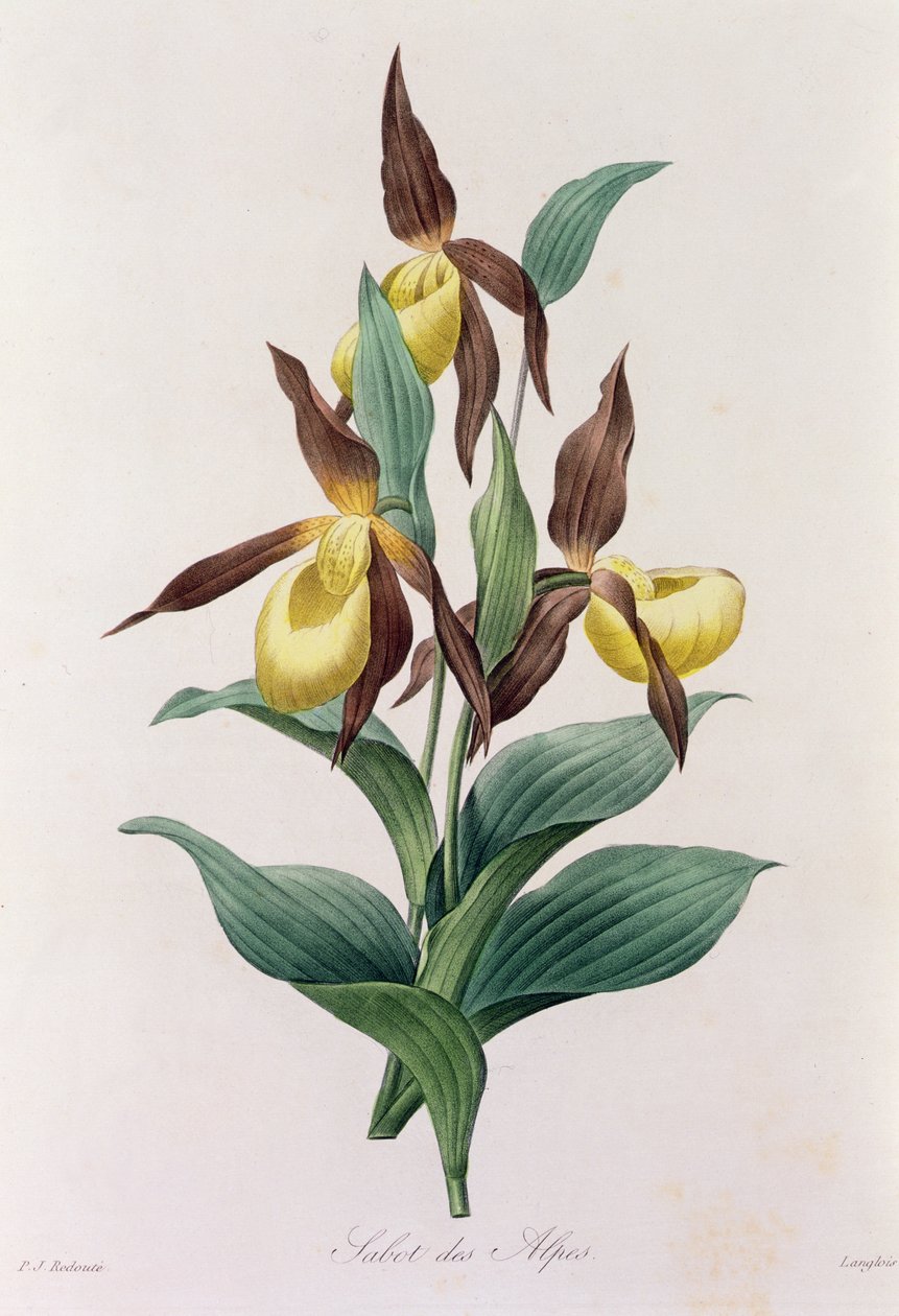 Sabot des Alpes (renkli gravür) by Pierre Joseph Redouté