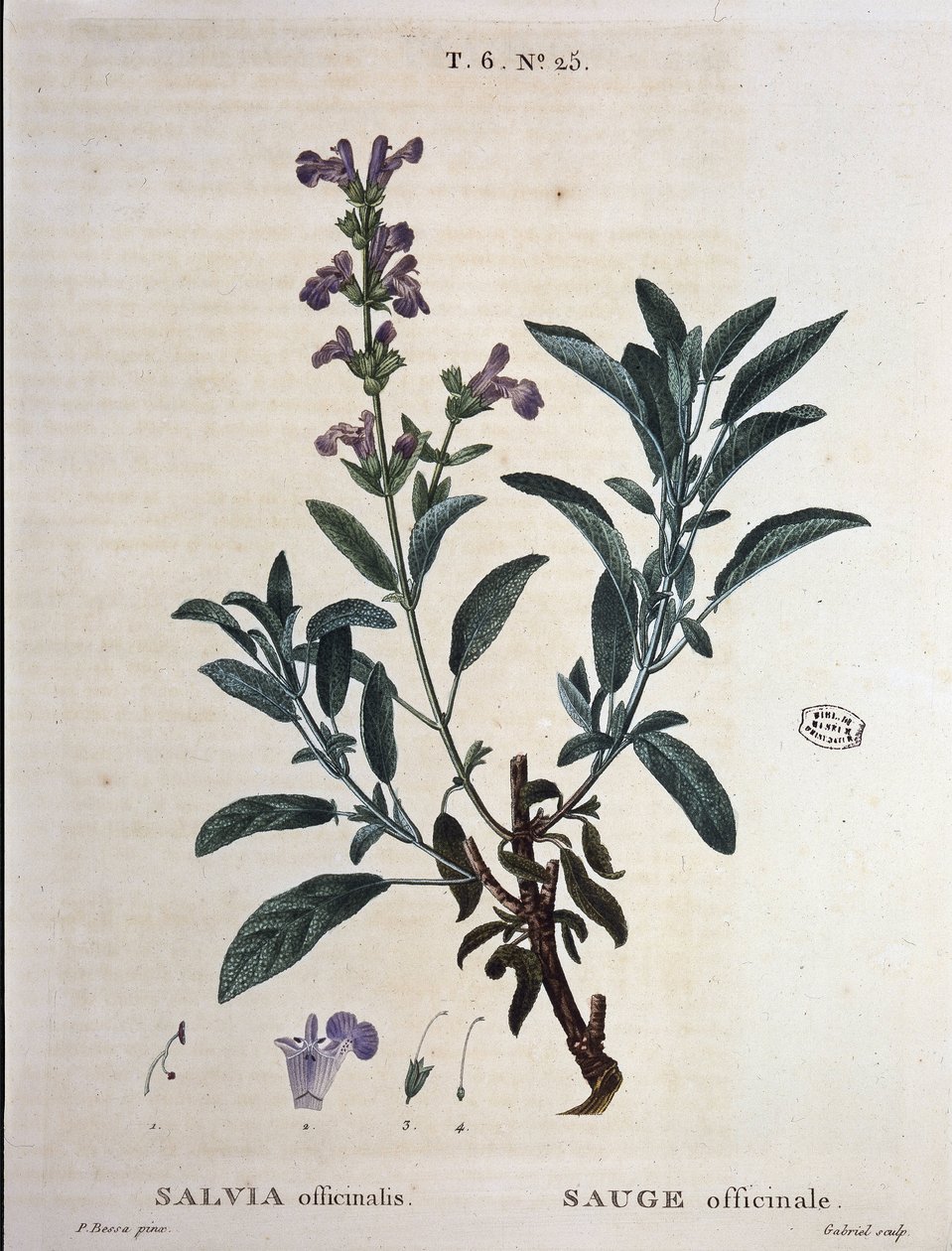 Adaçayı officinalis - “” Yeni Duhamel