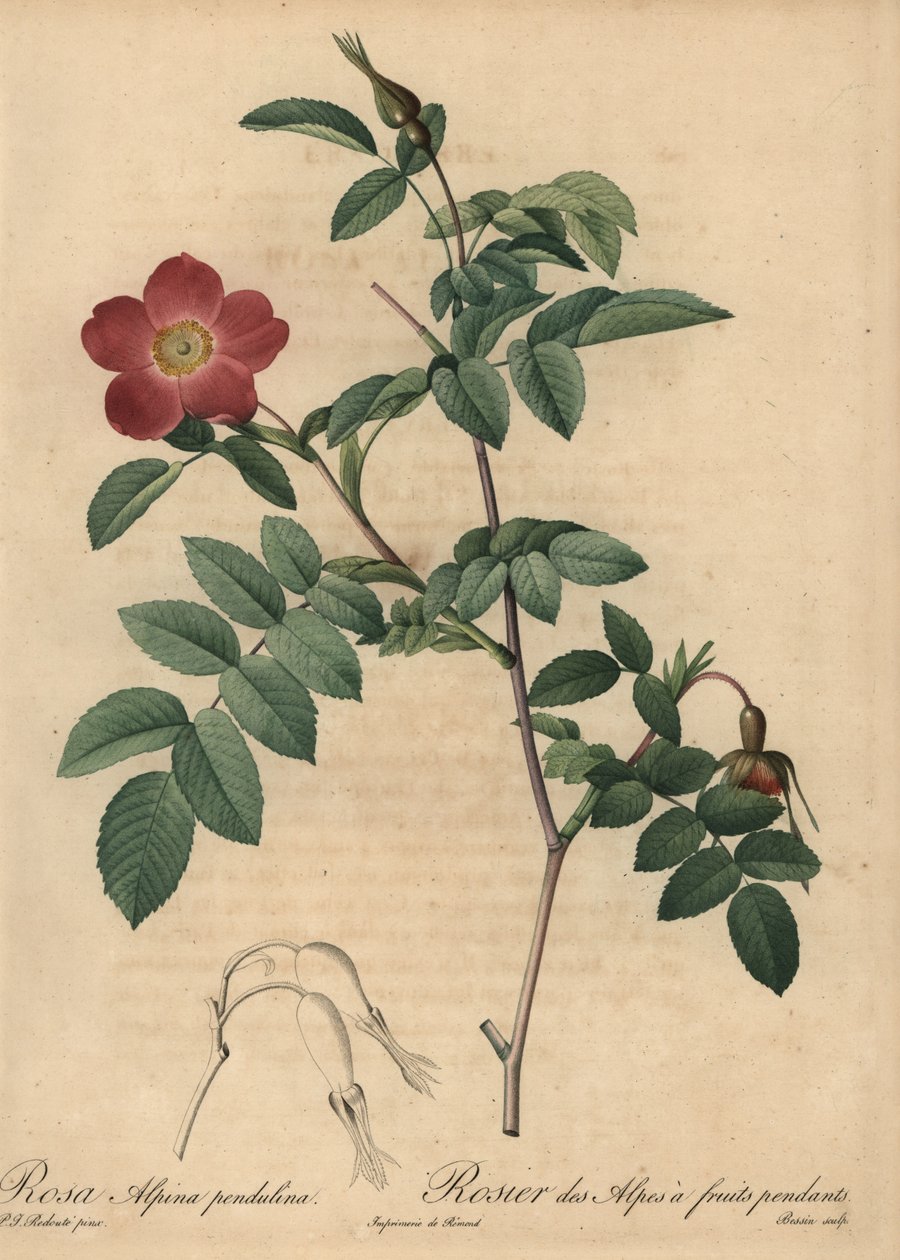 Kızıl alp gülü, Rosa pendulina by Pierre Joseph Redouté