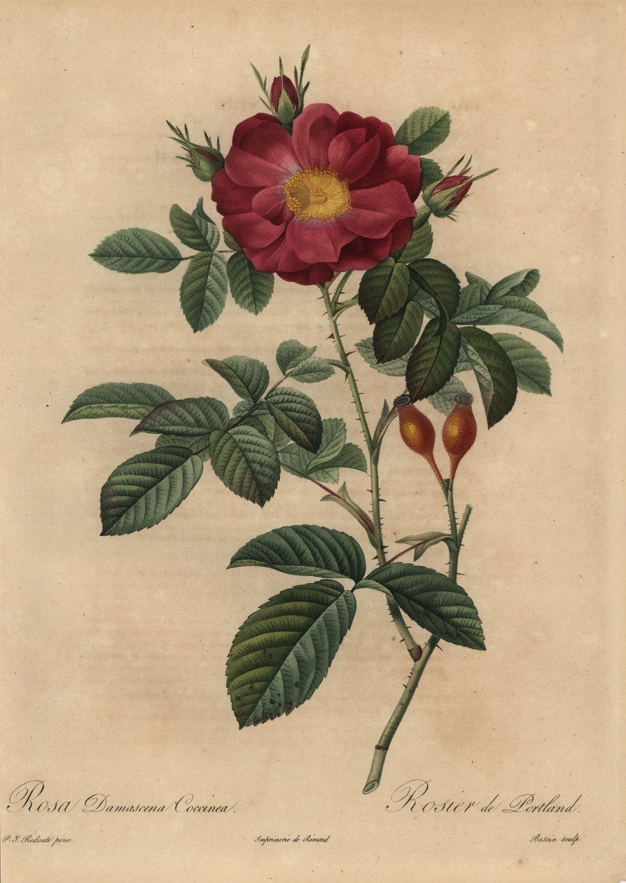 Kızıl şam gülü, Rosa damascena by Pierre Joseph Redouté