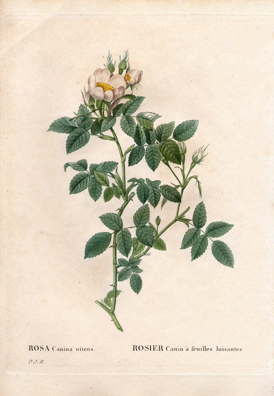 Parlak yapraklı köpek gülü, Rosa canina çeşidi, Parlak yapraklı köpek gülü. Pierre Joseph Redoute