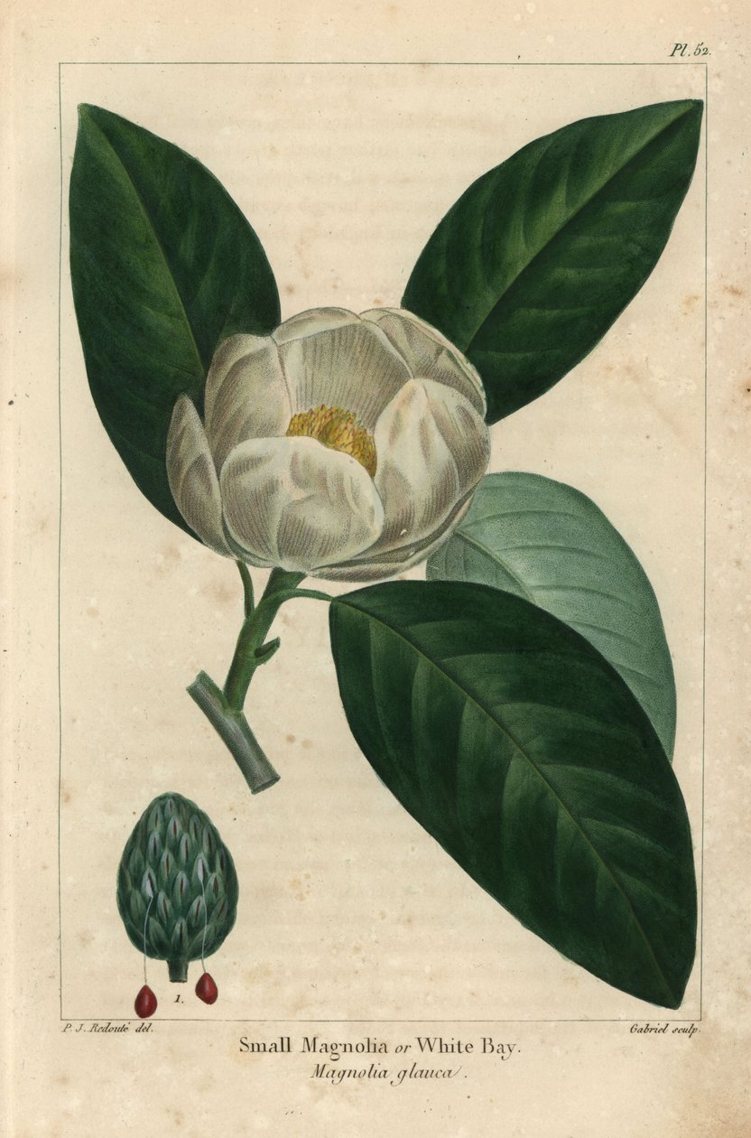 Küçük manolya ağacı veya beyaz defne, Manolya glauca (gravür) by Pierre Joseph Redouté