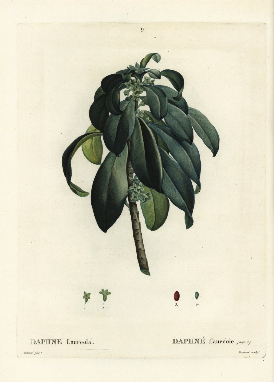 Spurge defne, Daphne laureola. Henri Louis Duhamel du Moncel