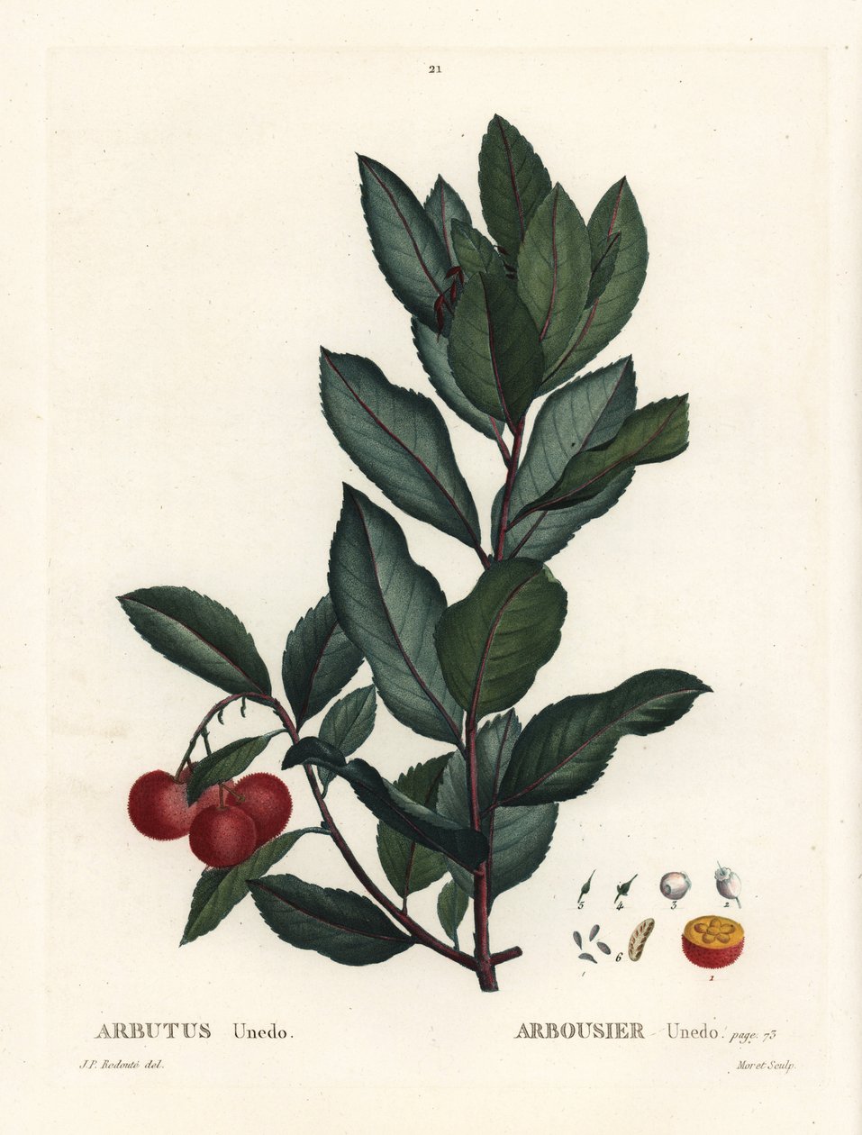 Çilek ağacı, Arbutus unedo. Henri Louis Duhamel du Monceau