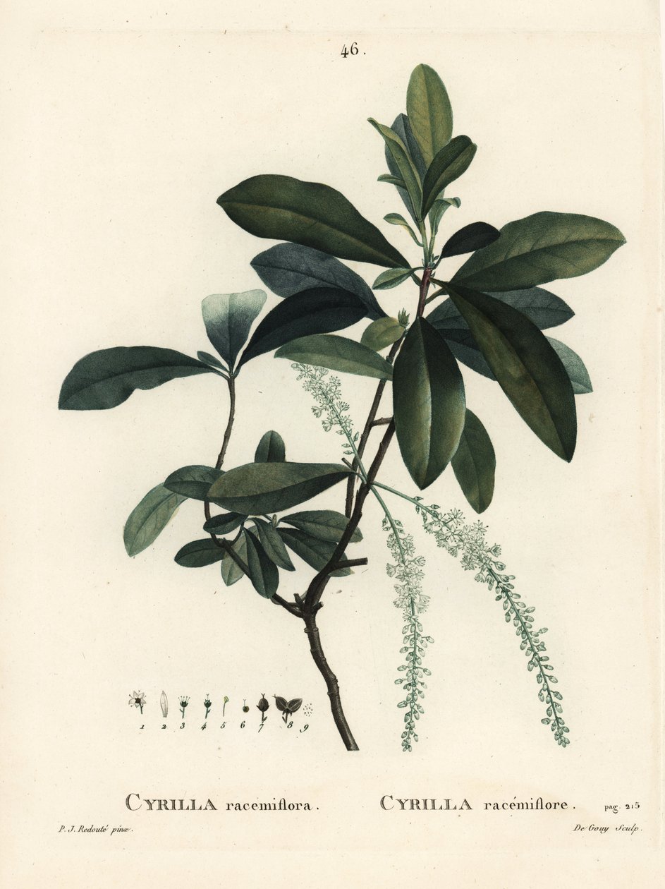 Bataklık cyrilla, Cyrilla racemiflora. Henri Louis Duhamel du Moncel