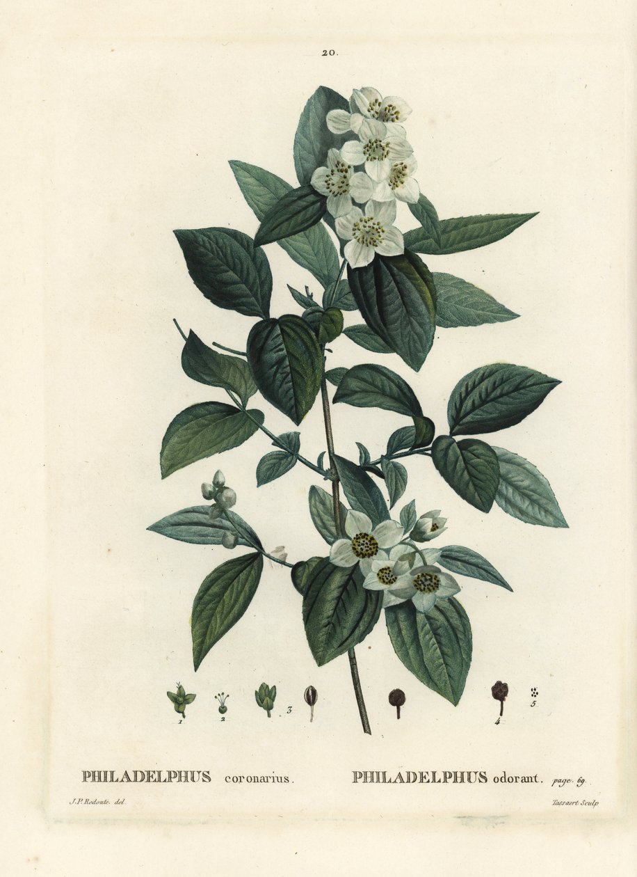 Tatlı sahte portakal, İngiliz kızılcık ağacı, Philadelphus koronarius. Henri Louis Duhamel du Moncel
