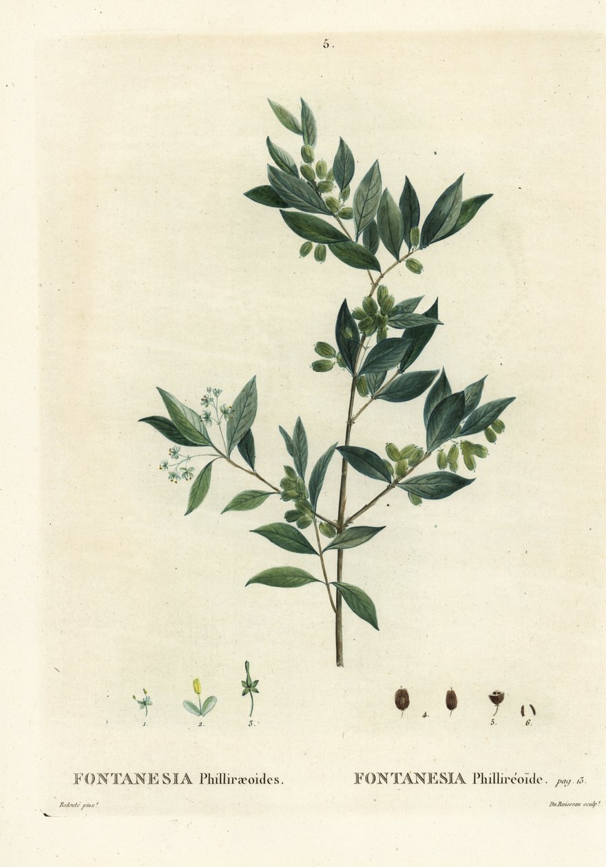 Suriyeli kurtadam, Fontanesia phillyreoides. Henri Louis Duhamel du Moncel
