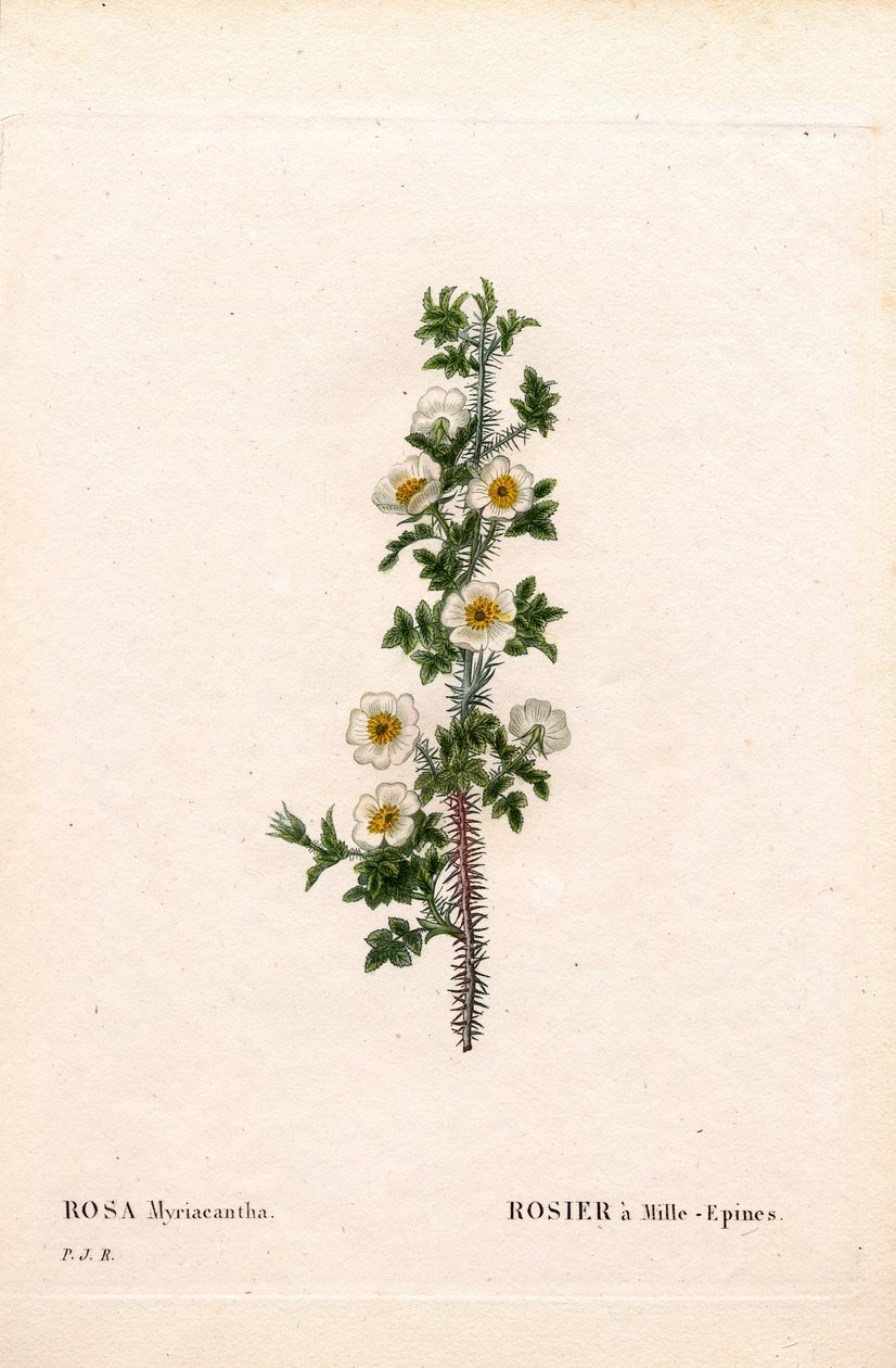 Bin dikenli gül, gül myriacantha, gül Bin dikenli. Pierre Joseph Redoute'un "Les Roses", Paris'inden elle boyanmış noktalı bakır levha gravürü by Pierre Joseph Redouté