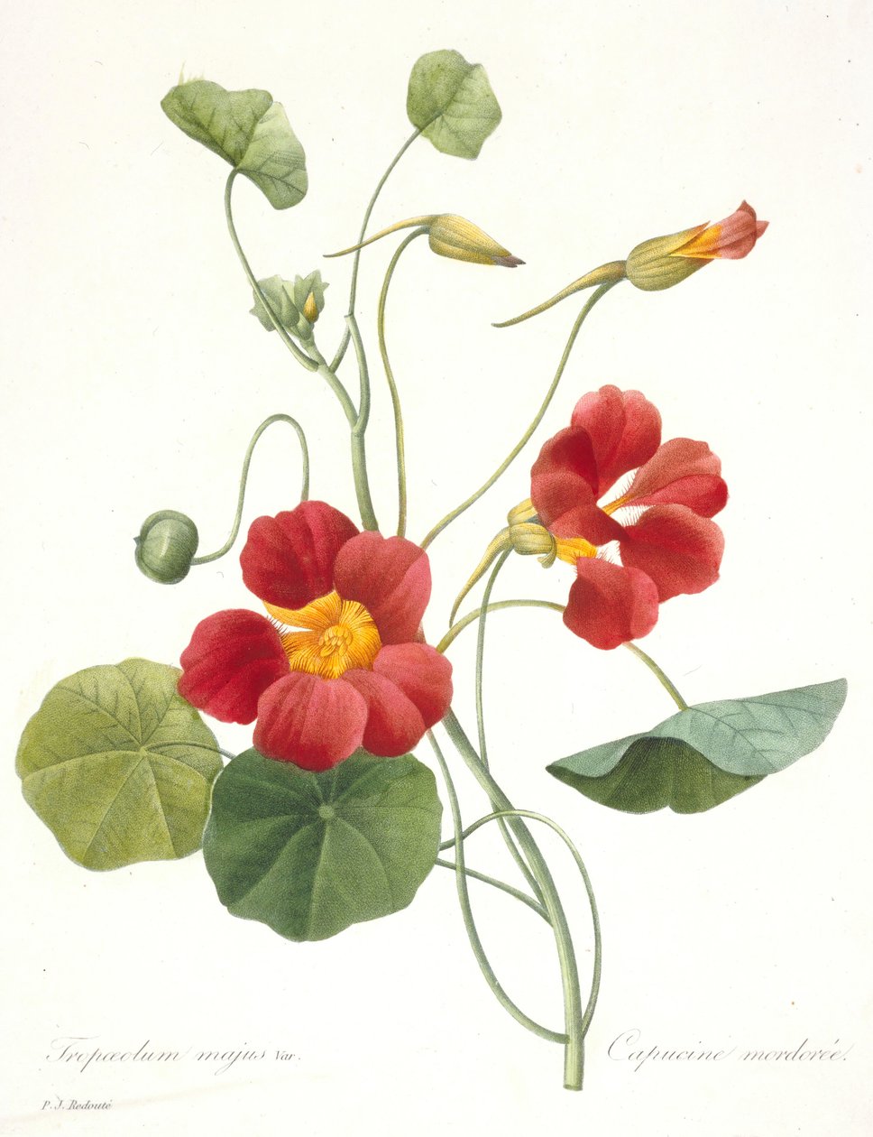 Bahçe Nasturtium, 1827 by Pierre Joseph Redouté