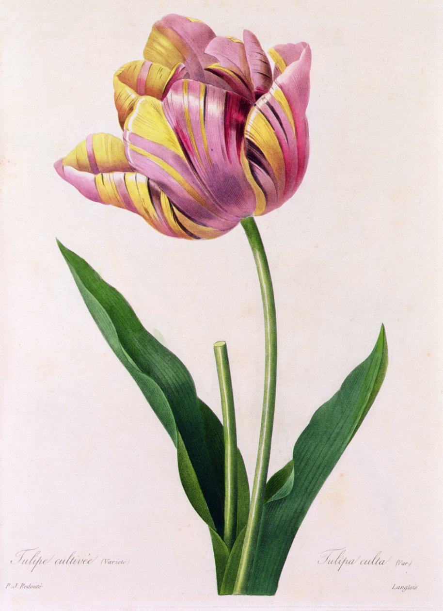 Tulipa Culta (renkli gravür) by Pierre Joseph Redouté