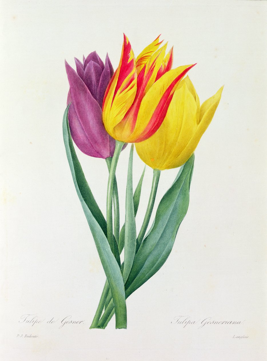 Tulipa Gesneriana (renkli gravür) by Pierre Joseph Redouté