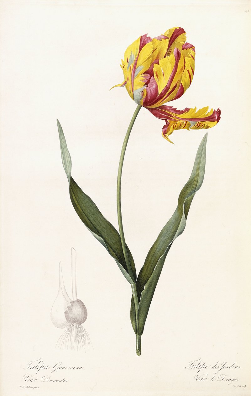 Tulipa Gesneriana - Bahçe Lalesi by Pierre Joseph Redouté