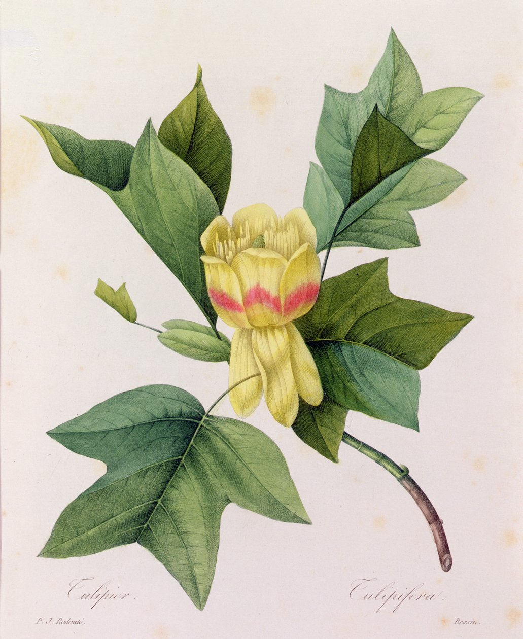 Tulipifera (renkli gravür) by Pierre Joseph Redouté