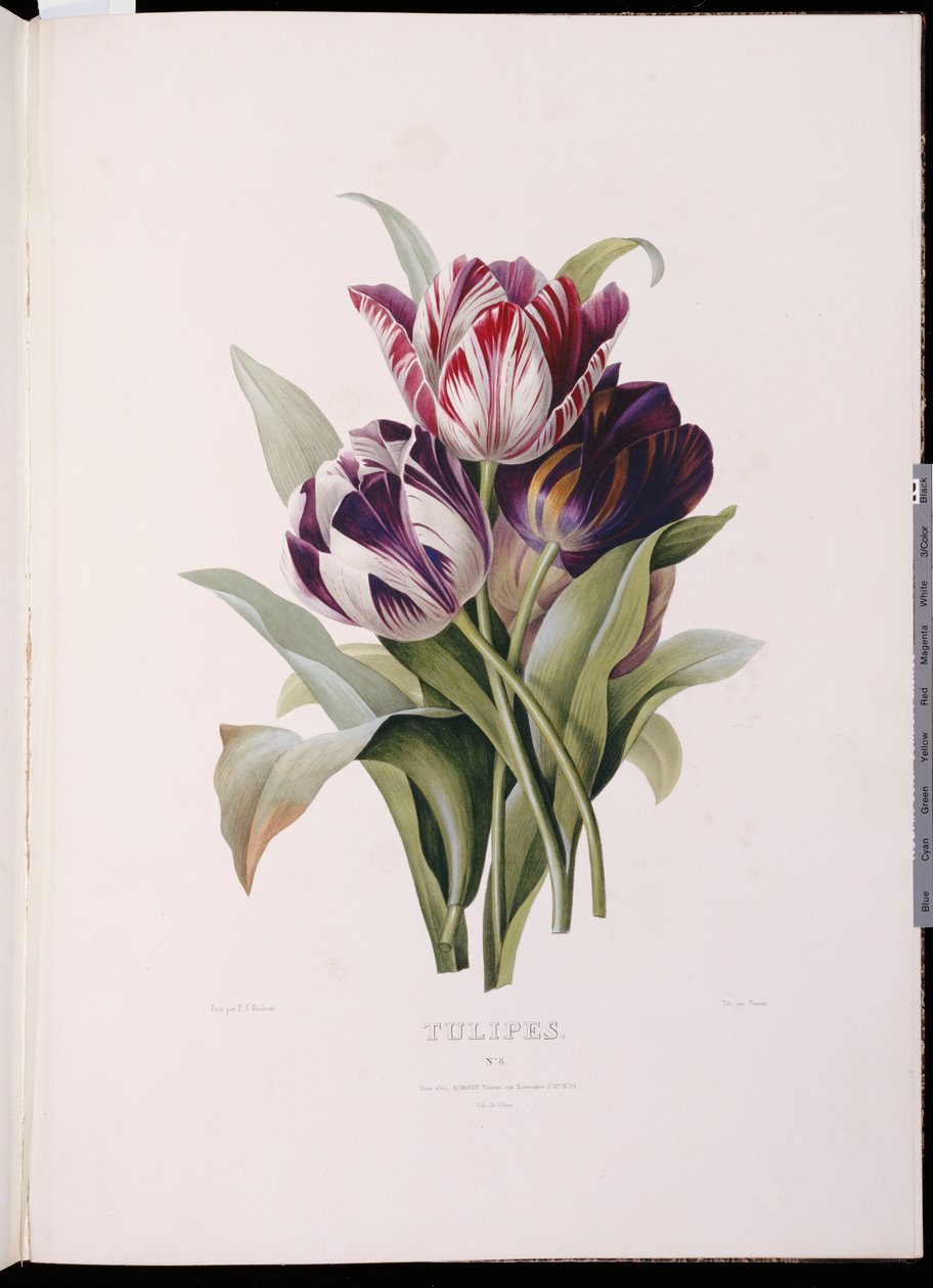 Laleler, "Güzel Bir Çiçek Buketleri Serisi"nden by Pierre Joseph Redouté