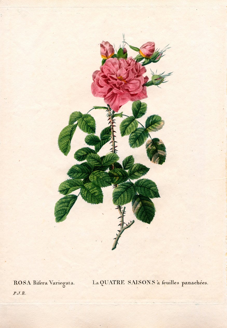 Alacalı Four Seasons pembe, Rosa damascena var. bifera. Pierre Joseph Redoute