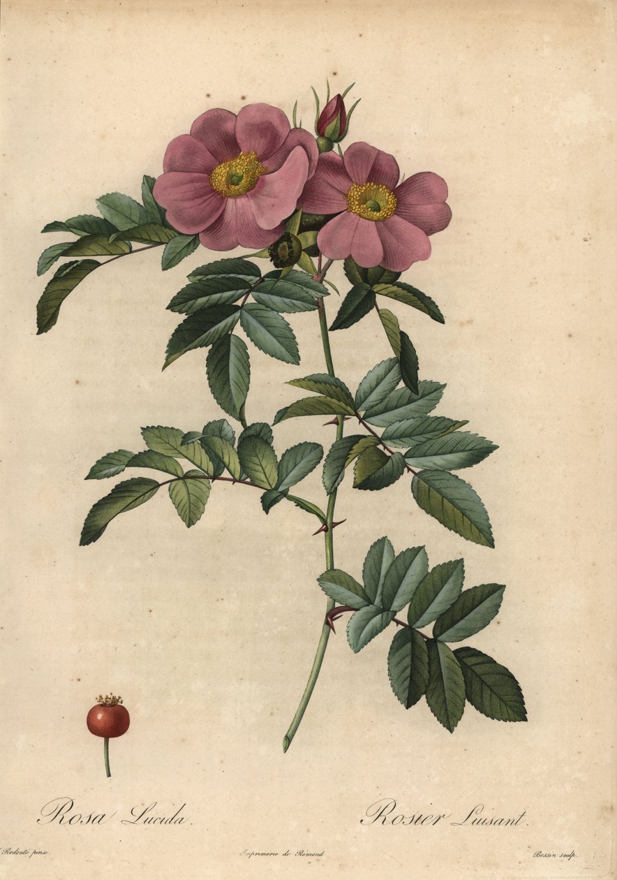 Menekşe Virginia gülü, Rosa virginiana by Pierre Joseph Redouté