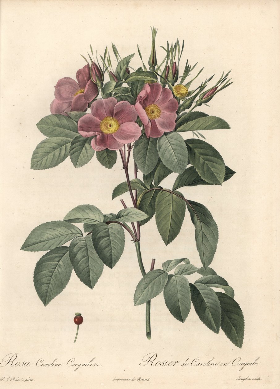 Virginia gülü, koyu çiçekler - Eau forte de Langlois, Les Roses
