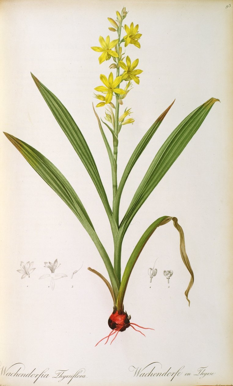 Wachendorfia Thyrsiflora, 