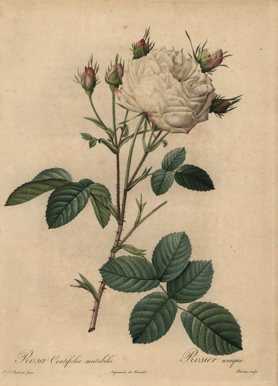 Beyaz ve pembe lahana gülü, Rosa centifolia by Pierre Joseph Redouté