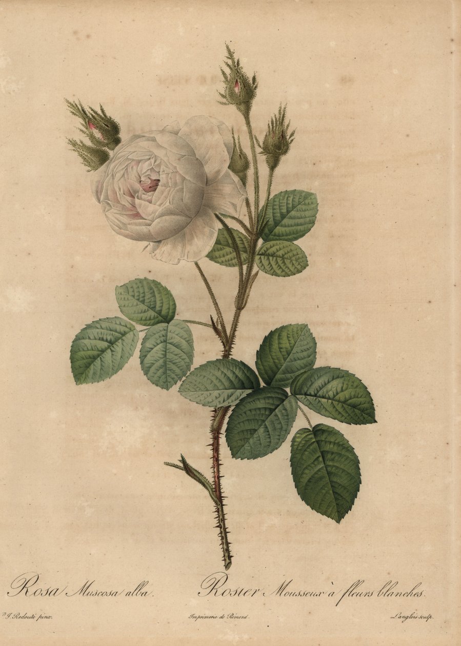 Beyaz lahana gülü, Rosa muscosa alba by Pierre Joseph Redouté