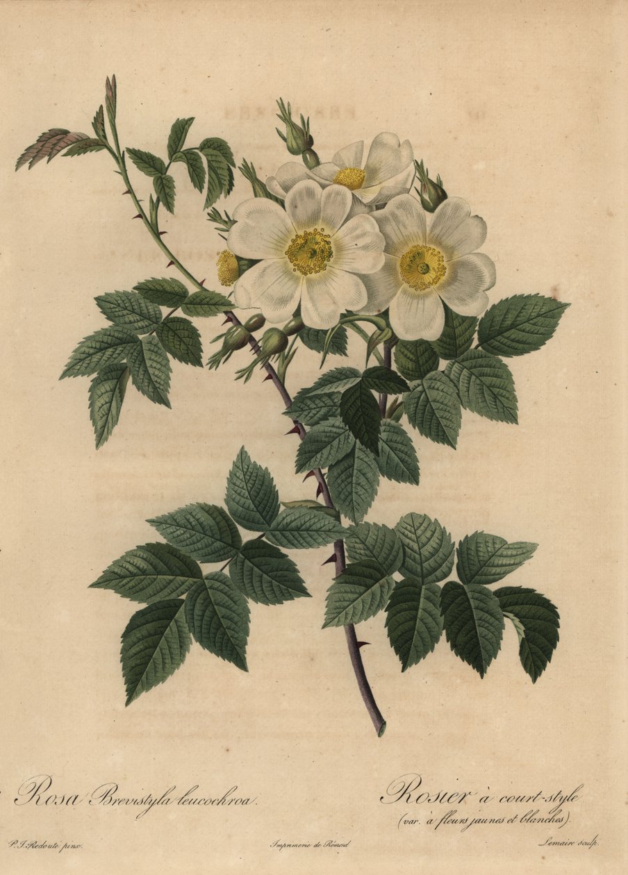 Beyaz köpek gülü, Rosa stylosa by Pierre Joseph Redouté