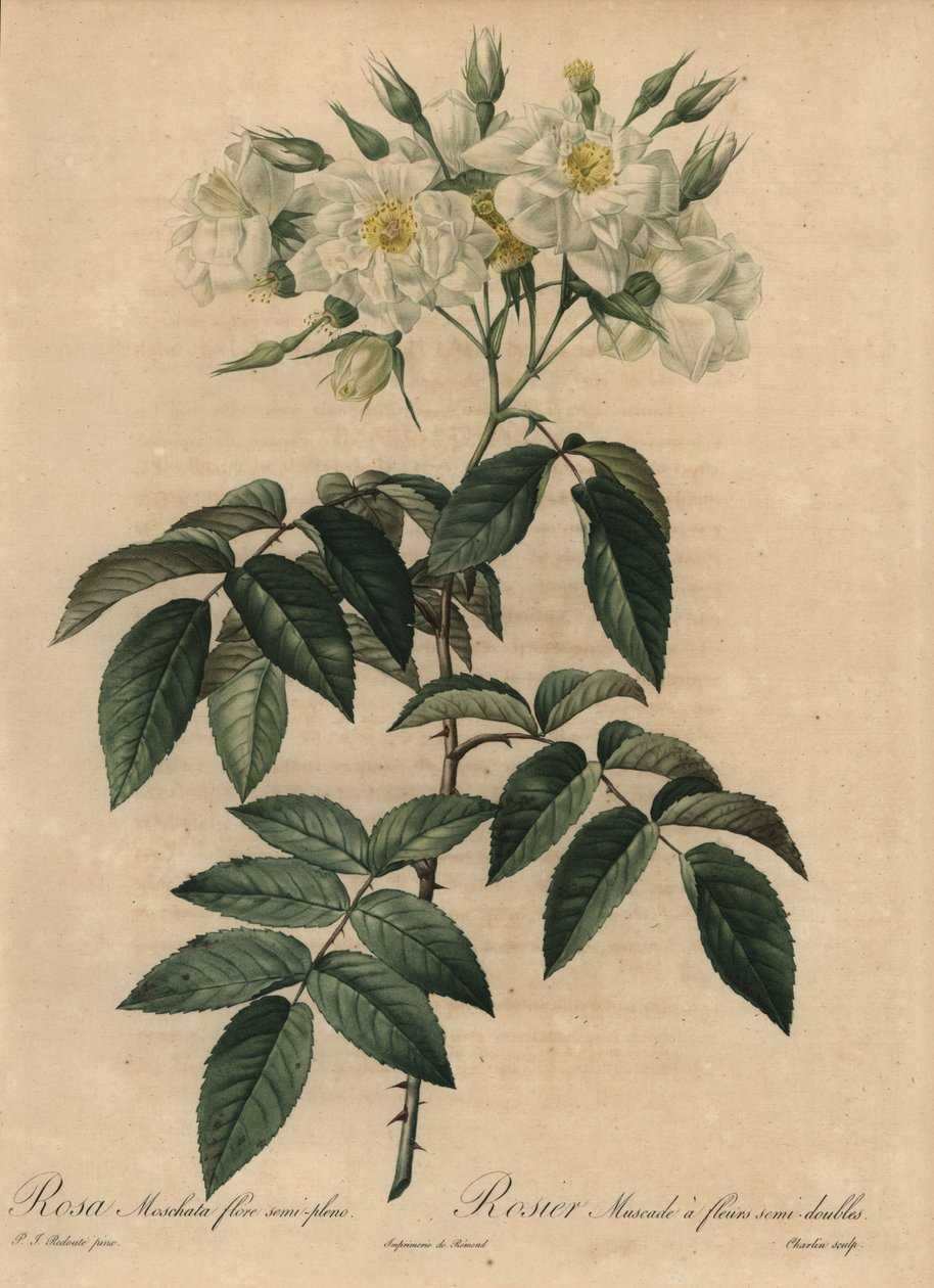 Beyaz misk gülü, Rosa moschata by Pierre Joseph Redouté