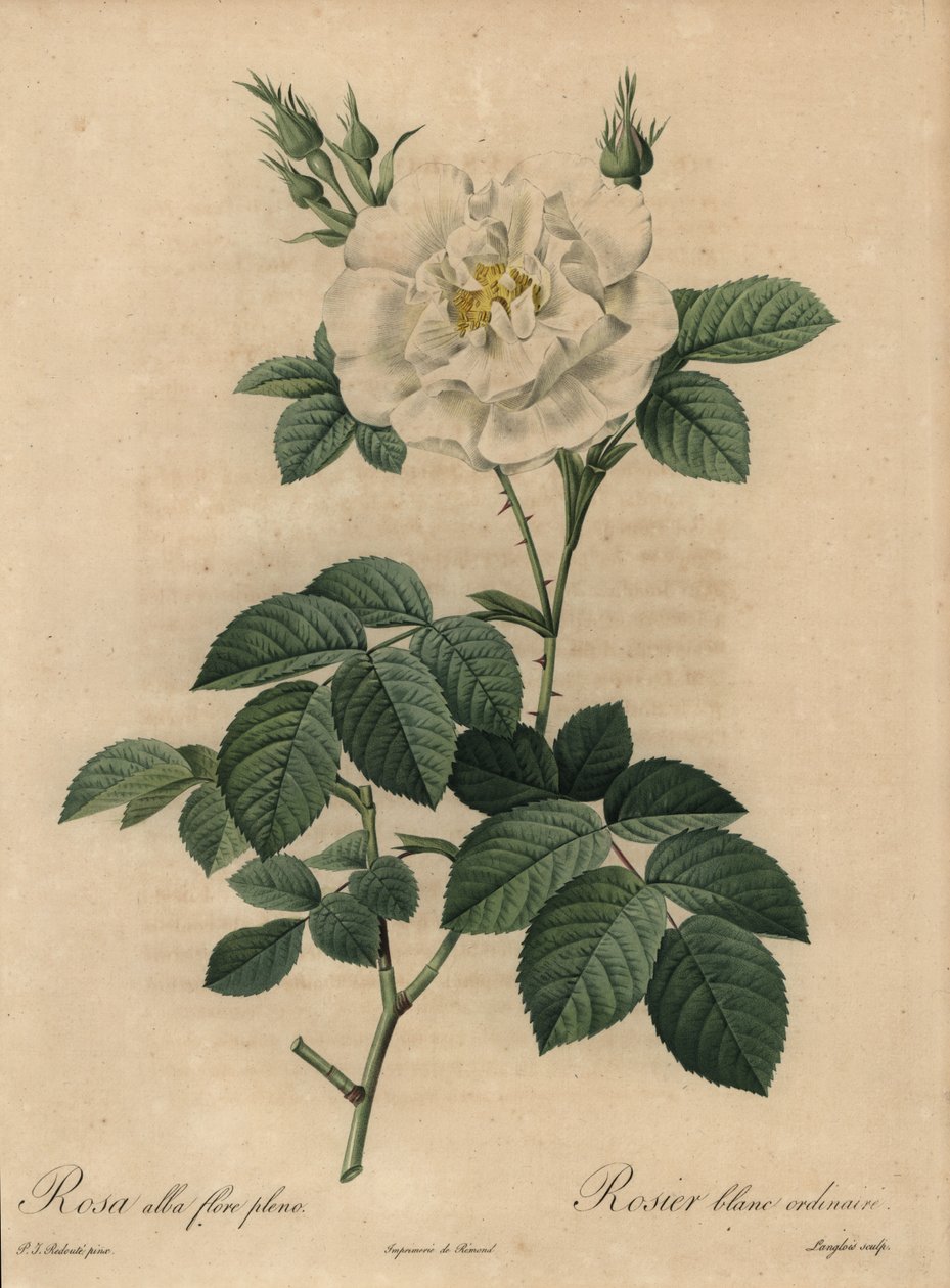 Beyaz gül, Rosa alba flore pleno, Sıradan beyaz gül by Pierre Joseph Redouté