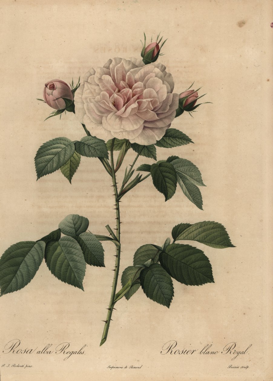 Beyaz gül melezi Royal, Rosa alba by Pierre Joseph Redouté