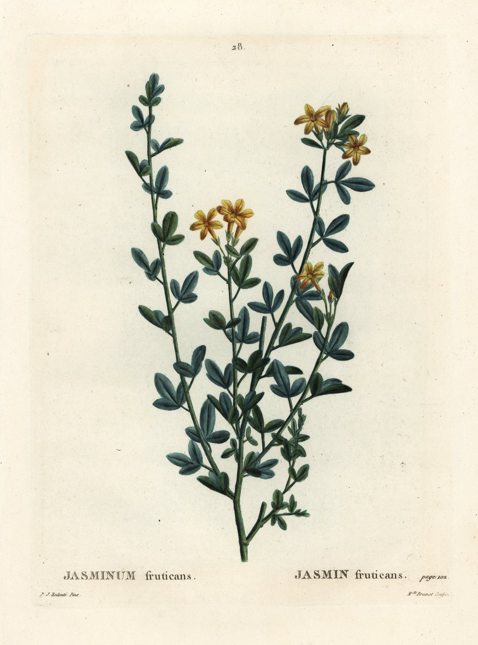 Yabani veya sarı Yasemin, Jasminum fruticans. Henri Louis Duhamel du Moncel