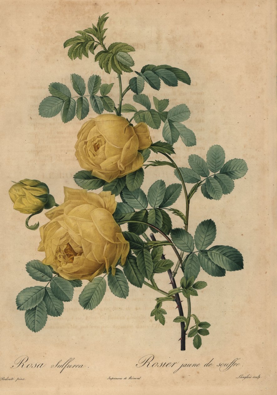 Sarı kükürt gülü, Rosa hemisphaerica by Pierre Joseph Redouté