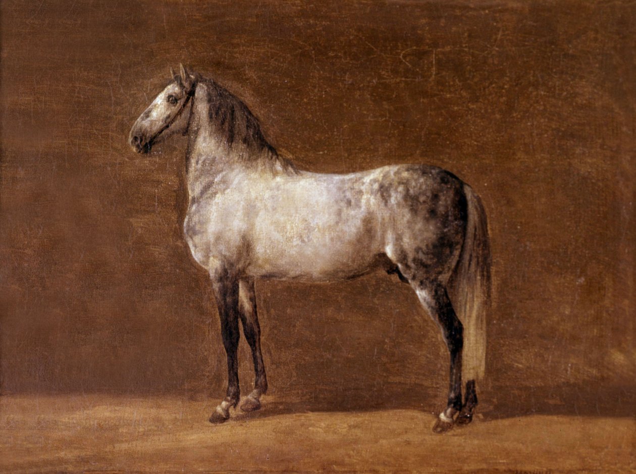İmparator Napolyon I'in Atı: Cheikh, Pierre Martinet tarafından resim by Pierre Martinet