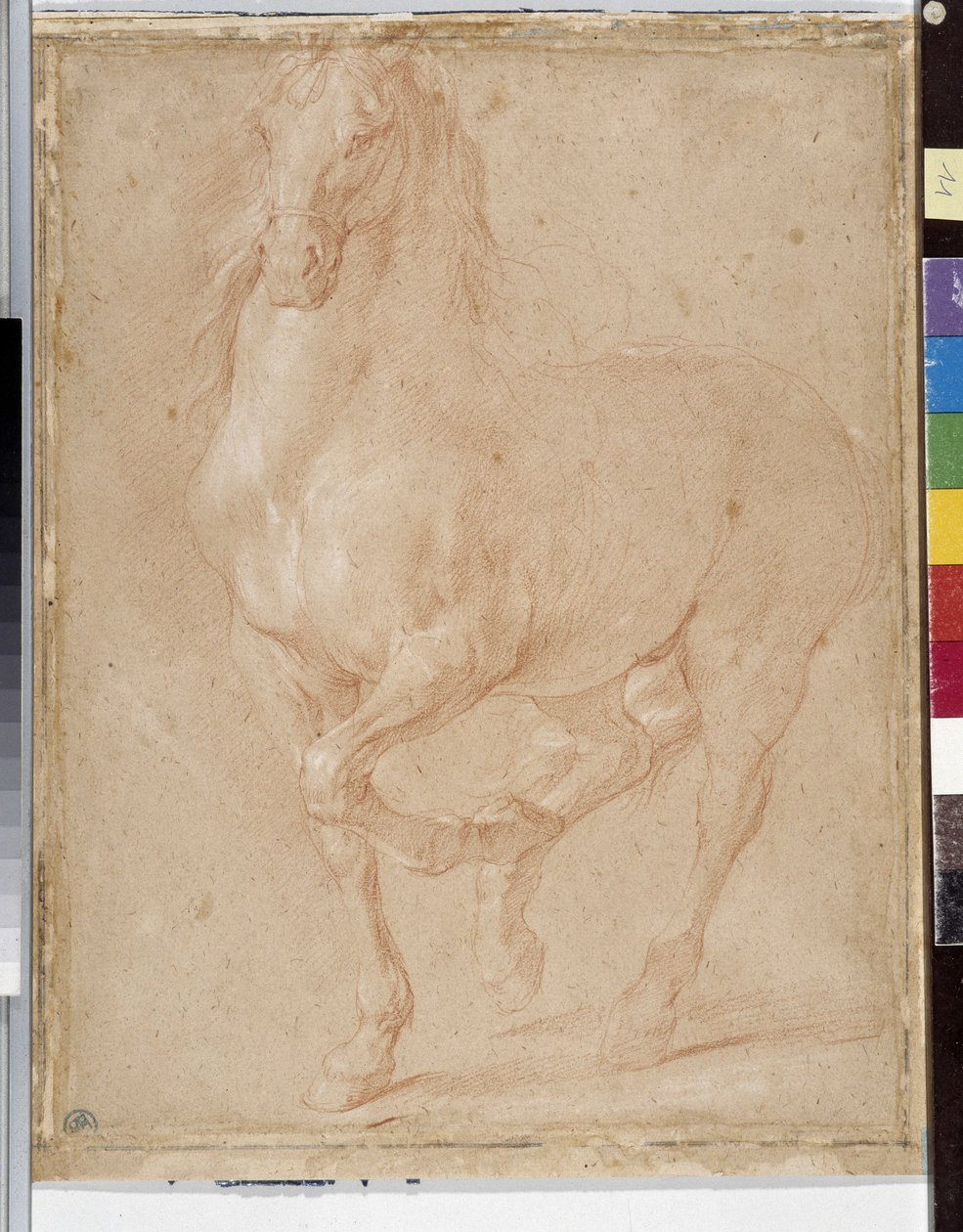At çalışması (sanguine) by Pierre Puget
