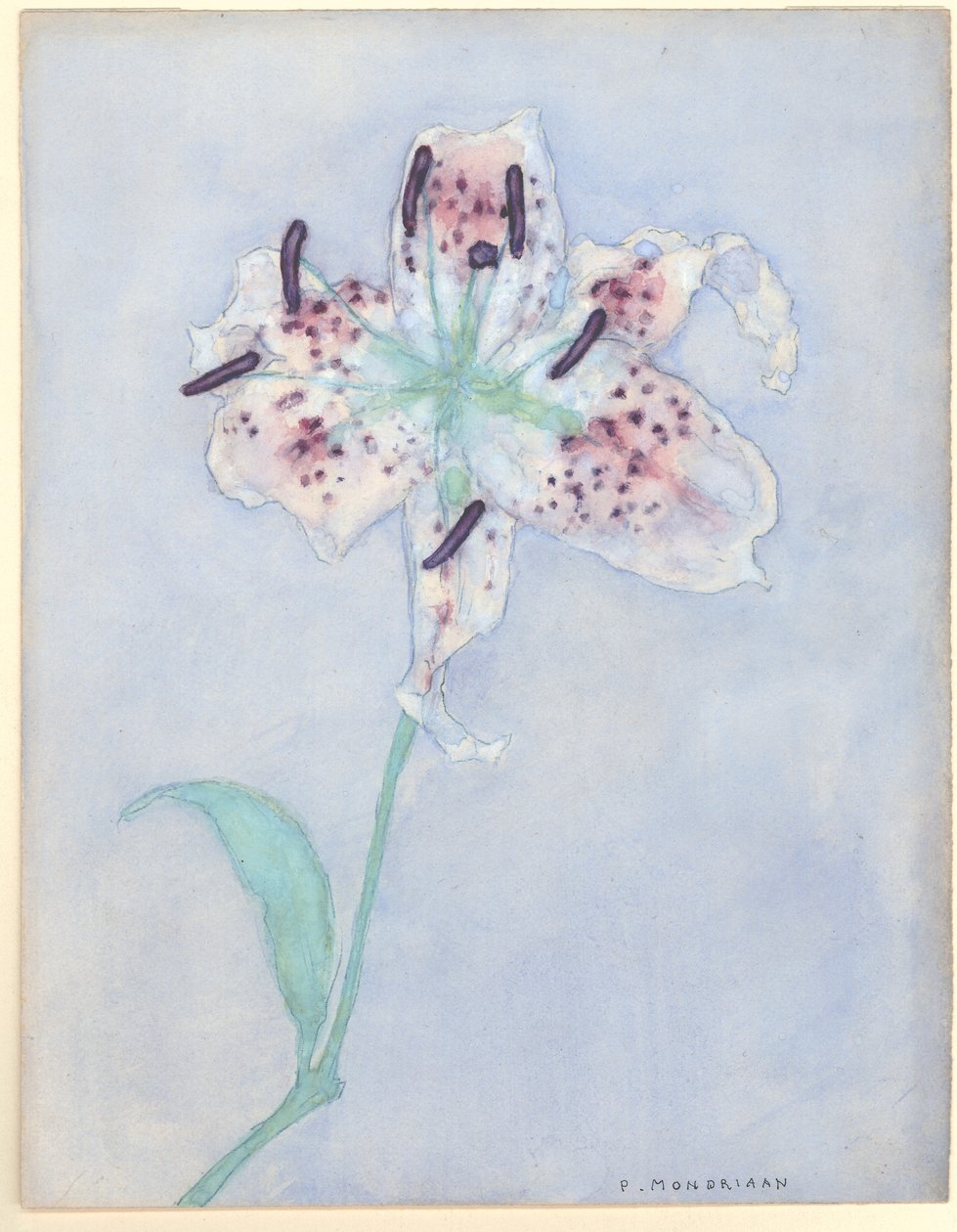 Lily, 1921