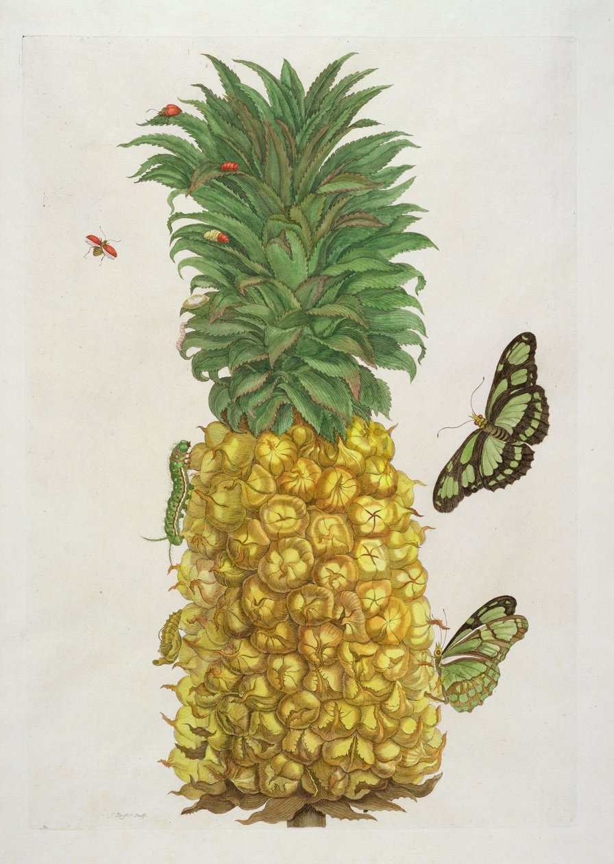 Tırtıllı ve kelebekli ananas (el boyaması gravür) by Pieter Sluiter or Sluyter