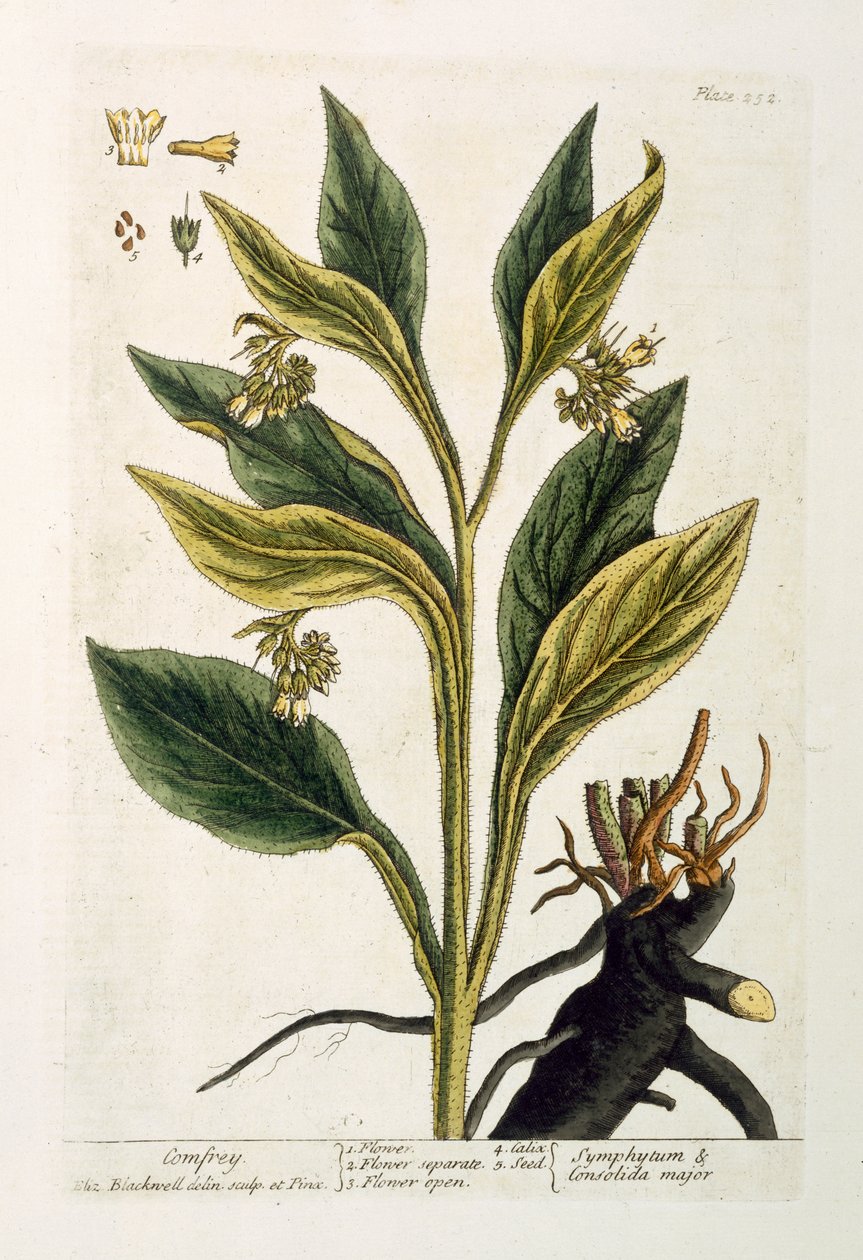 Kırmızı Biber (renkli gravür) by Pieter Sluiter or Sluyter