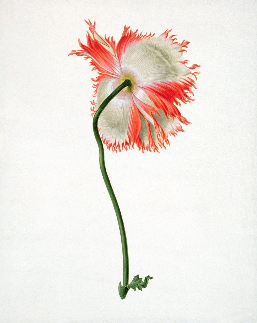 PD.101-1973f.13 Tarla Haşhaşı, arkadan bakıldığında (parşömen üzerine wc ve guaj) by Pieter Withoos