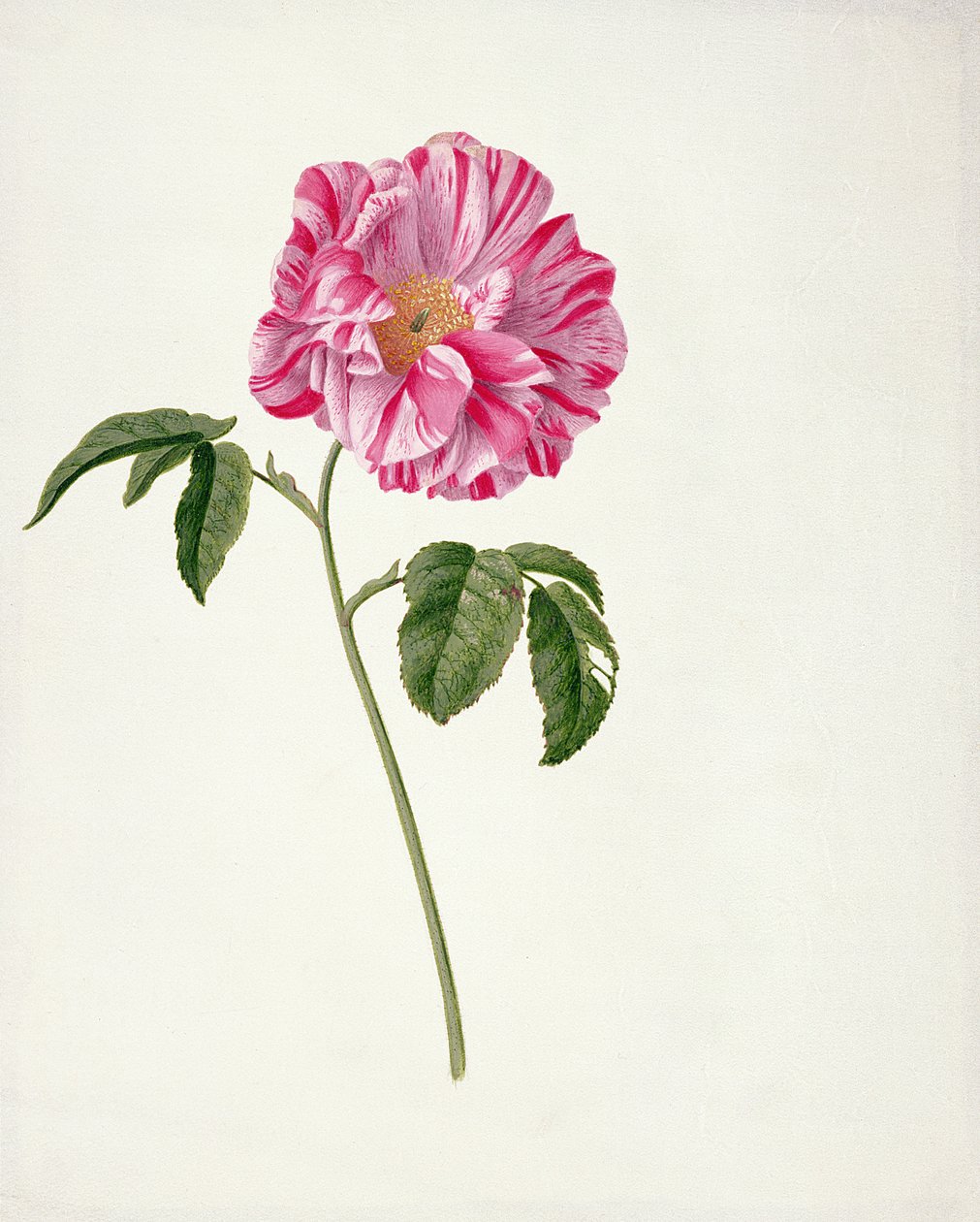 PD.101-1973f.3 Rosa gallica versicolor (Rosa mundi) (parşömen üzerine tuvalet ve guaş) by Pieter Withoos
