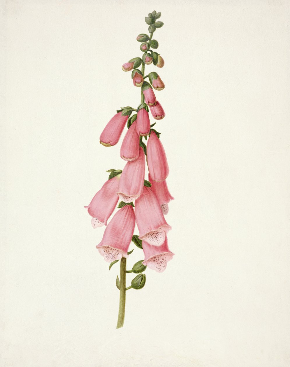 PD.101-1973f.50 Yüksük (Digitalis purpura) (parşömen üzerine wc ve guaj) by Pieter Withoos