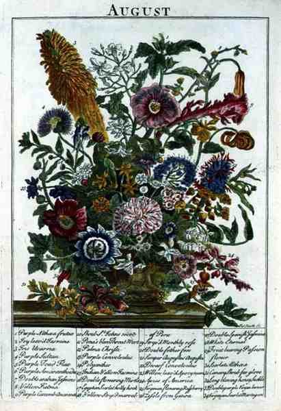 Ağustos, Robert Furber (c.1674-1756) tarafından 