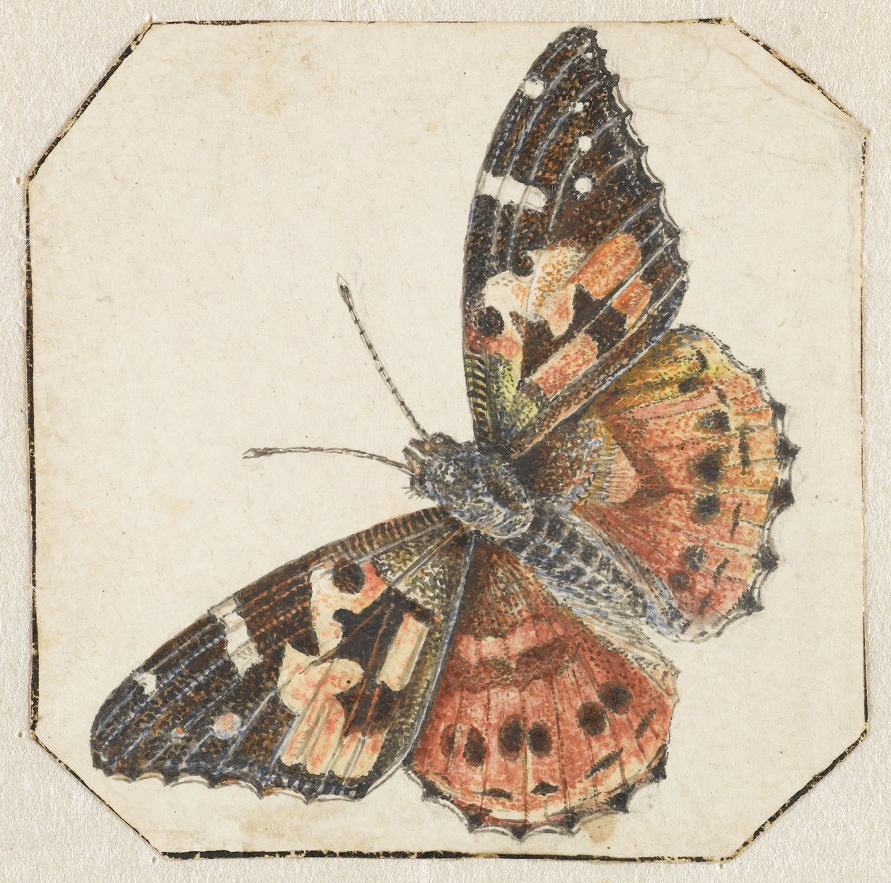 Saka kuşu (Vanessa cardui) by Pieter Barbiers (possibly)