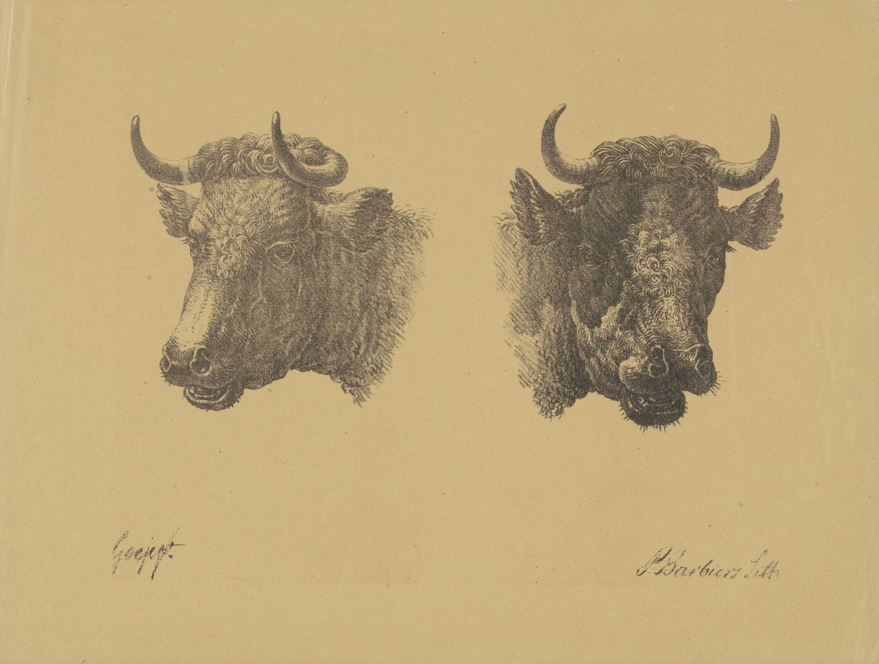 iki boğa başı by Pieter Bartholomeusz. Barbiers
